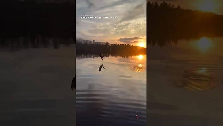 Majestic bald eagle swoops down to steal fisherman’s fish #Shorts
