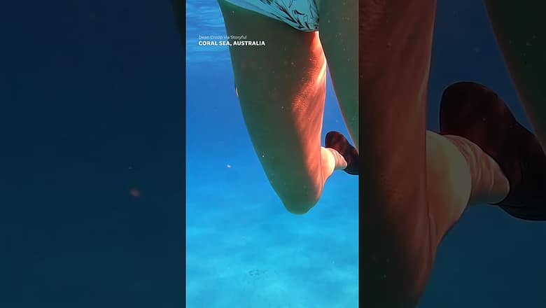 Venomous sea snake spooks snorkeler as it slithers around her #Shorts