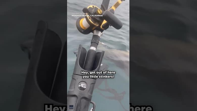 ‘He’s come to steal the fish!’: Man protects his catch from hungry sea lion #Shorts