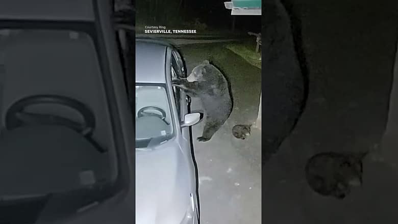 Hungry mama bear smashes into car searching for food for cubs #Shorts