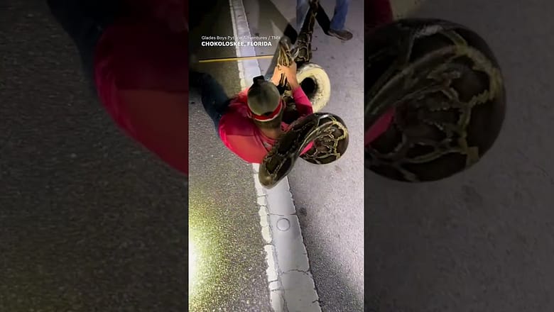 Python hunters wrestle 19-foot-long record-breaking snake #Shorts