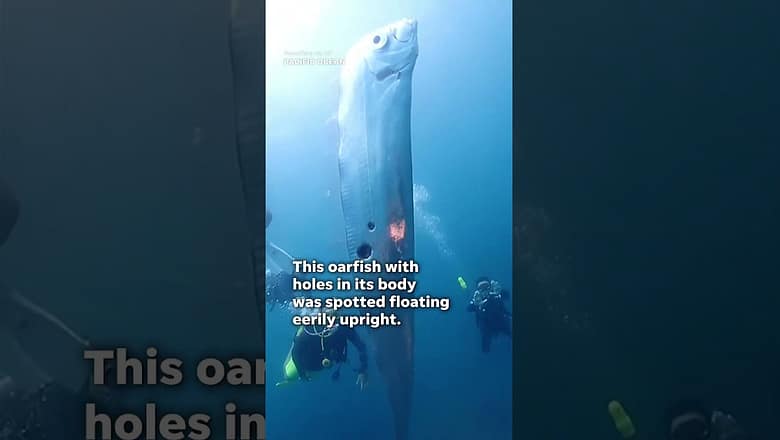 Silver oarfish with holes in its body surprises divers #Shorts