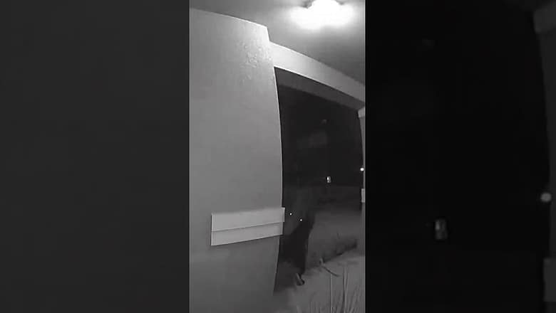 Bear catches woman and her dog by surprise #Shorts