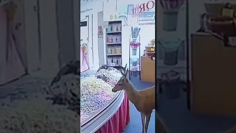 Curious deer strolls into candy store attracted by candy smell #Shorts