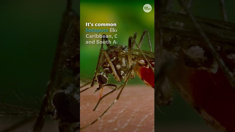 Dengue fever: What you need to know about virus and symptoms #Shorts
