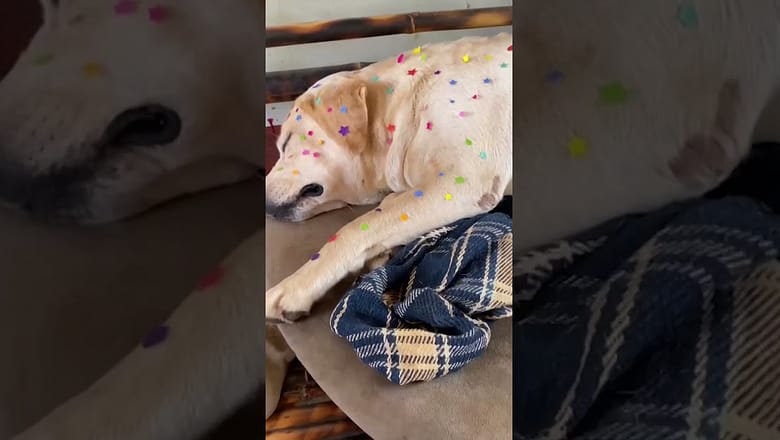 Dog gets a new look thanks to creative toddler #Shorts