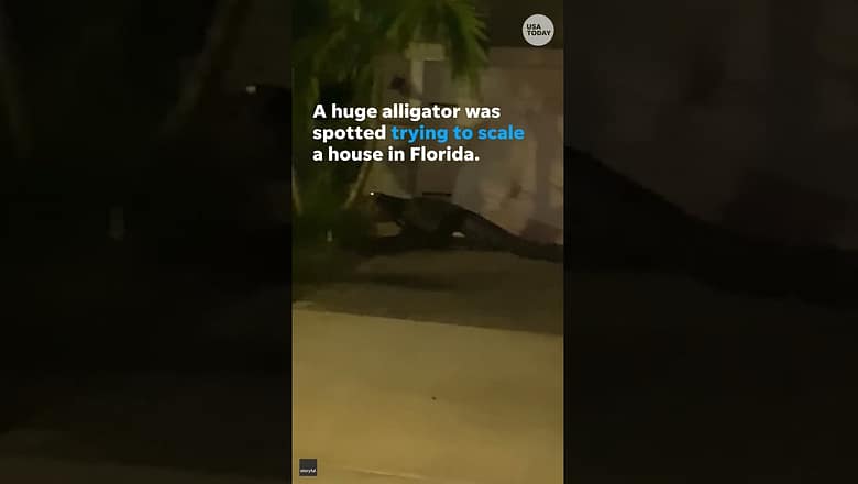 Gator tests climbing skills, caught trying to scale side of home #Shorts