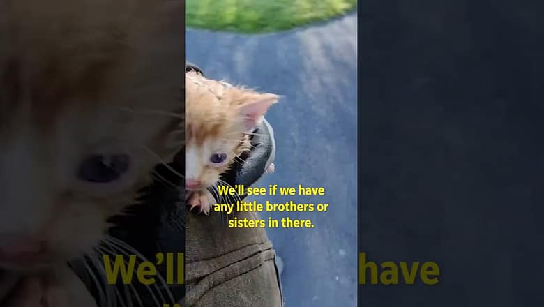 Kittens thrown in garbage rescued by trashman | Humankind #shorts #goodnews