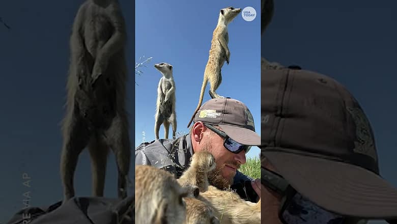 Meerkats get up close and personal with wildlife photographer #Shorts