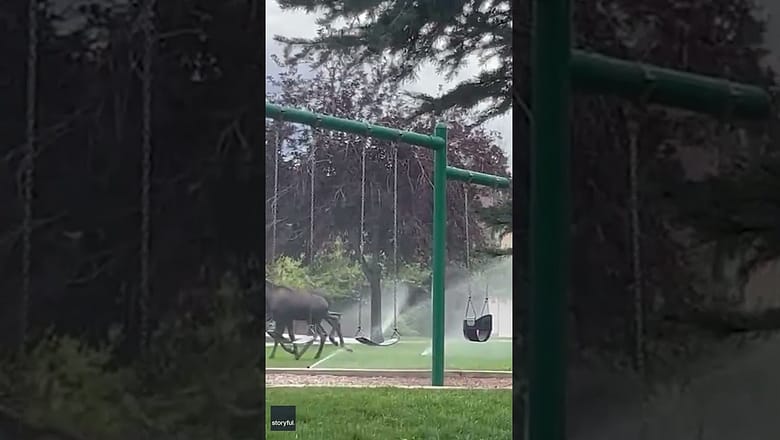 Moose and her calves cool off under some sprinklers #Shorts