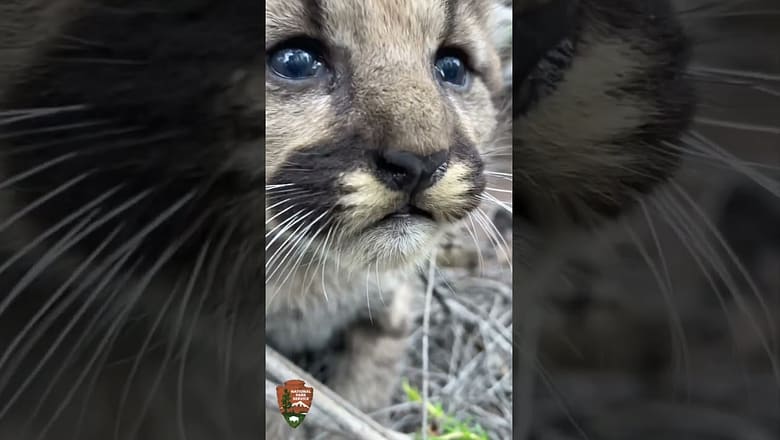 Mountain lion cubs ‘roar’ and purr for the camera #Shorts