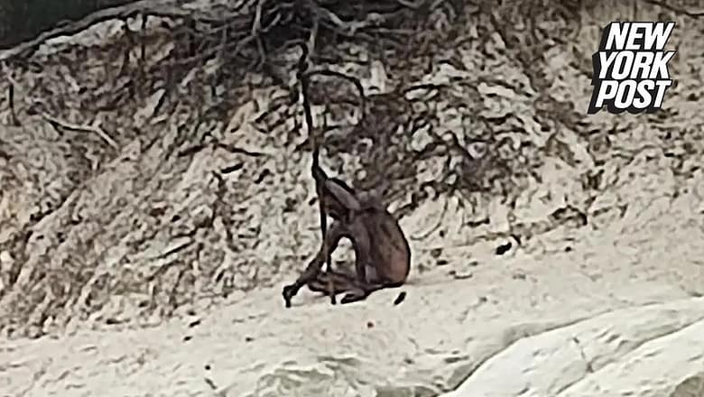 Naked ‘Wolf Man’ spotted by hikers in German mountains: ‘He wouldn’t take his eyes off us’