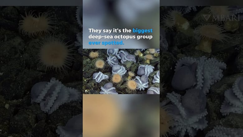 ‘Octopus garden’ is largest octopus consortium on earth, experts say #Shorts
