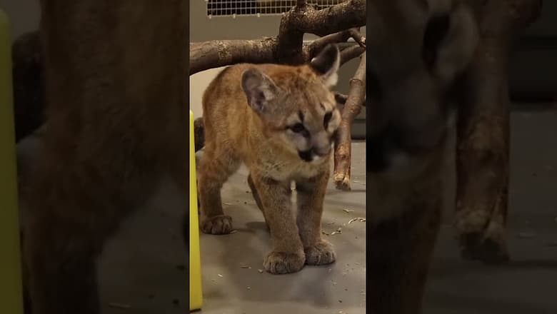 Orphan puma cubs arrive at their new home #Shorts