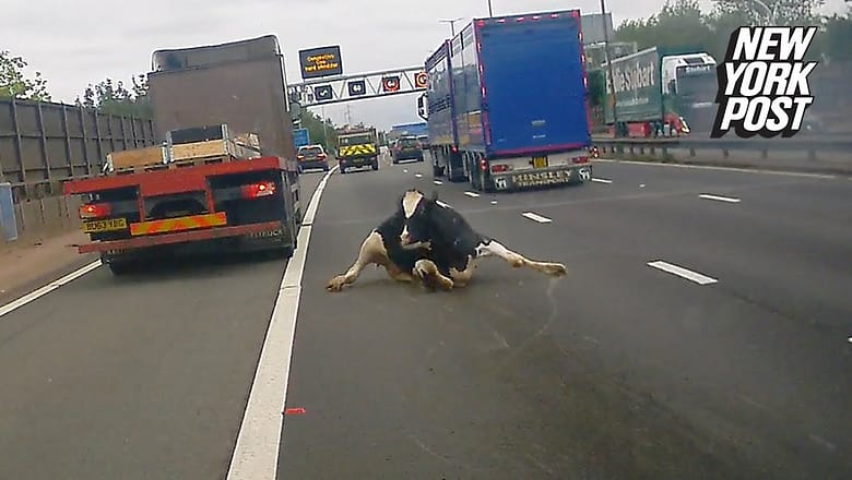 Udder chaos! Wild video shows cow tumble from truck onto busy highway