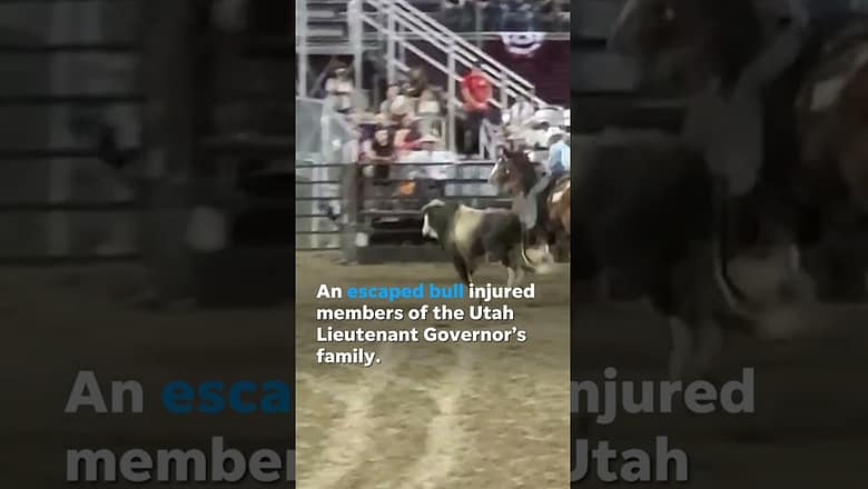 ‘We have a bull out. Loose.’ Bull escapes rodeo, injures politician’s family #Shorts