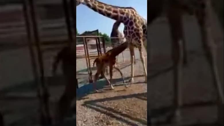 ‘World’s rarest giraffe’ born without spots #Shorts