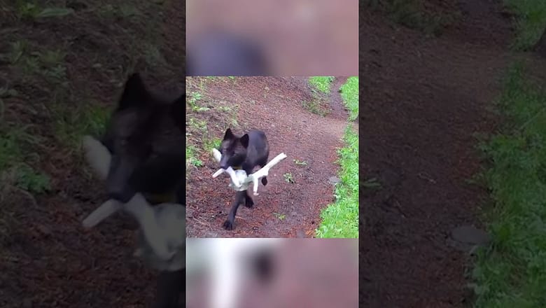 Yellowstone wolves grab ‘toys’ for pups to play #Shorts