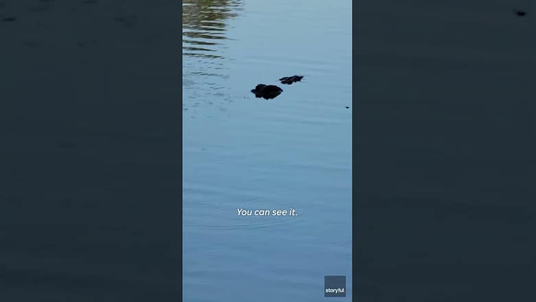 Alligator sets sight on swimming children #Shorts