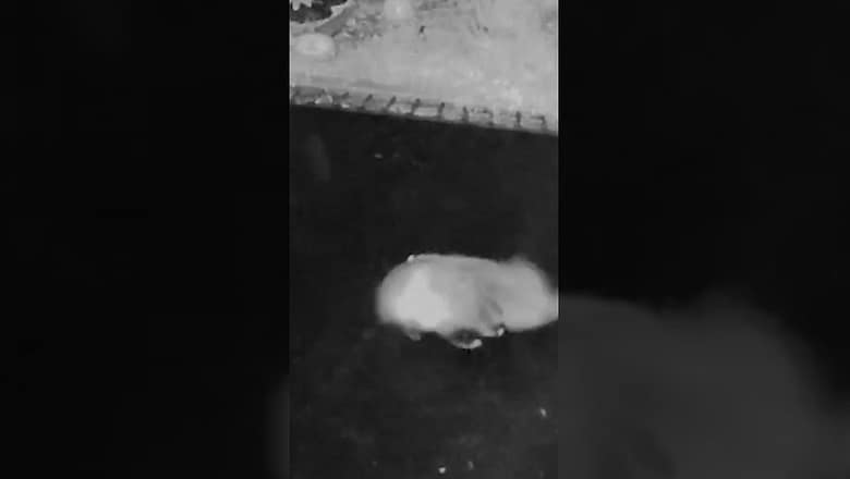 Badgers have a blast on backyard trampoline #Shorts