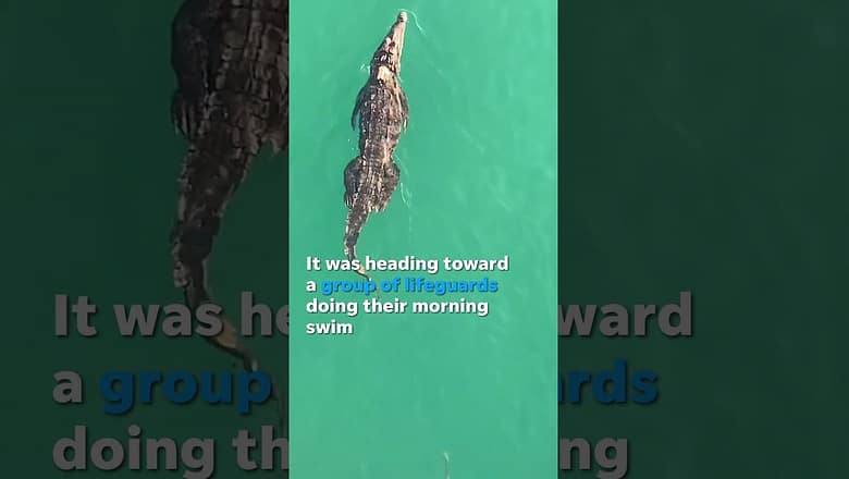 Crocodile was spotted in Florida as lifeguards finished morning swim #Shorts