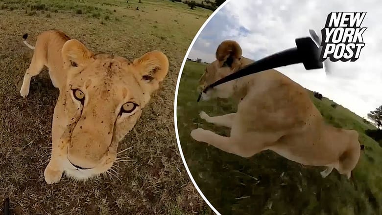 Curious lion steals GoPro and takes it for a joyride