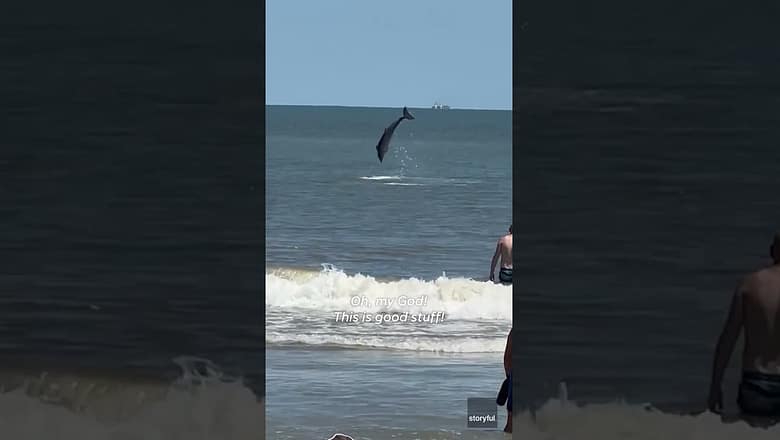 Dolphin pod performs for beachgoers, leaping out of water #Shorts