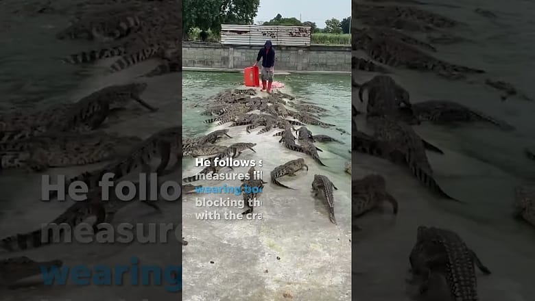 Farmer feeds crate of fresh meat to over 10,000 crocodiles #Shorts