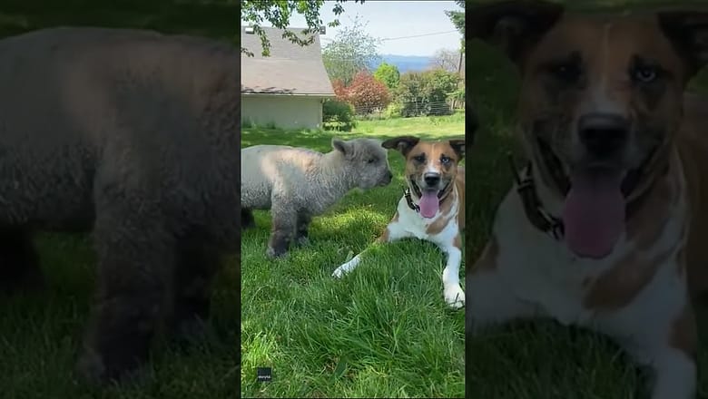 Lamb and farm dog become best friends | Humankind #shorts #goodnews