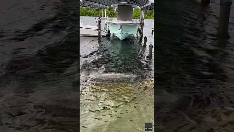 Manatee snacks on grass in flooded backyard during Idalia storm surge #Shorts
