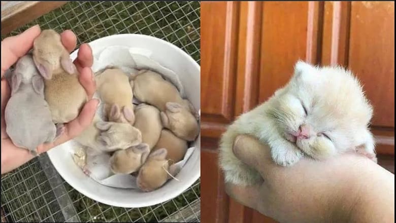 New Cute Baby Animals Videos Compilation | Funny and Cute Moment of the Animals #3 – Cutest Animals