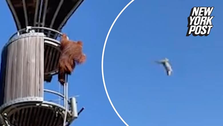 Orangutan launches possum out of enclosure at zoo — as horrified visitors scream