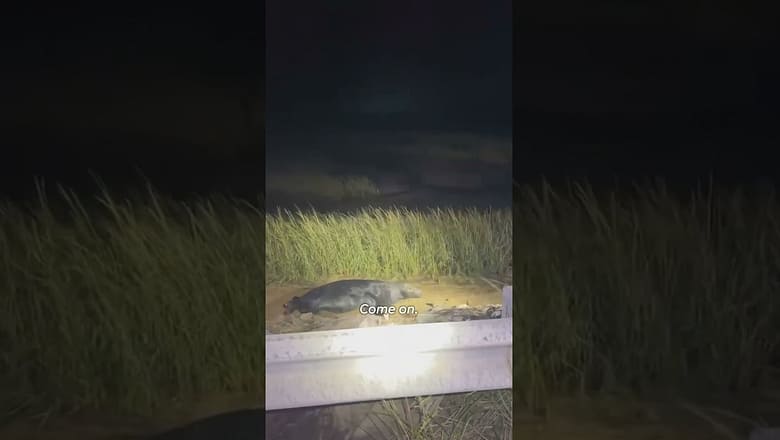 Police officers guide grey seal stranded by the tide back to water #Shorts