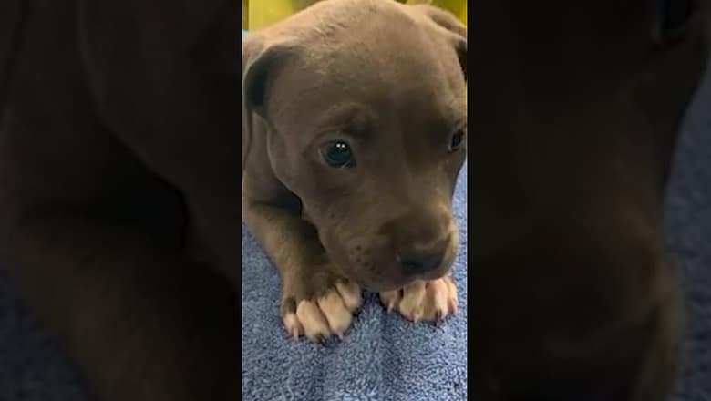 Puppy exposed to fentanyl saved with Narcan; Owners arrested, charged #Shorts