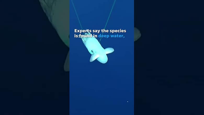 Rare Dumbo octopus spotted in deep waters off the Hawaiian Islands #Shorts