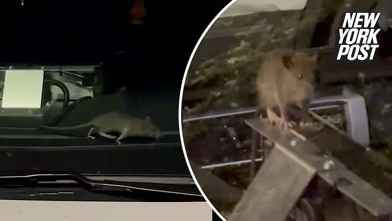 Rodent commandeers NYPD patrol car as cops scramble | New York Post