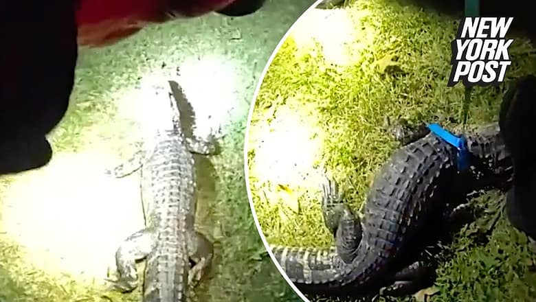 See ya later, alligator! Rogue reptile caught after terrorizing NJ town | New York Post