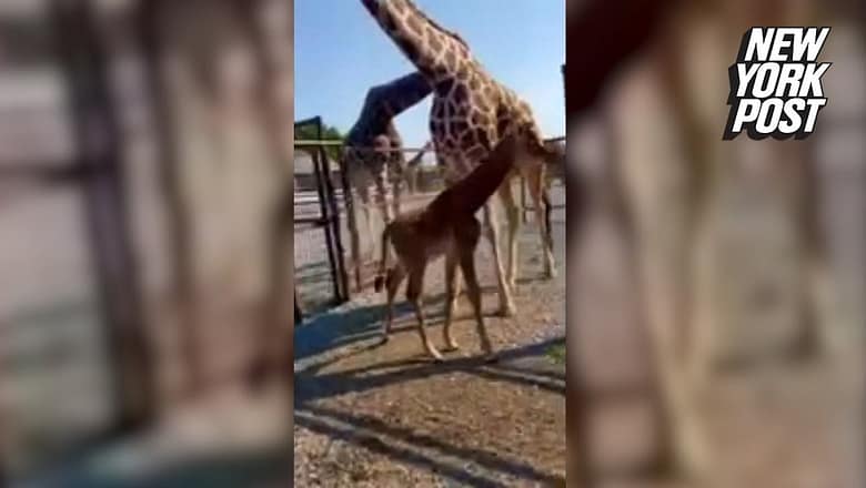 Spotless giraffe spotted in Nambia believed to be only the world’s second