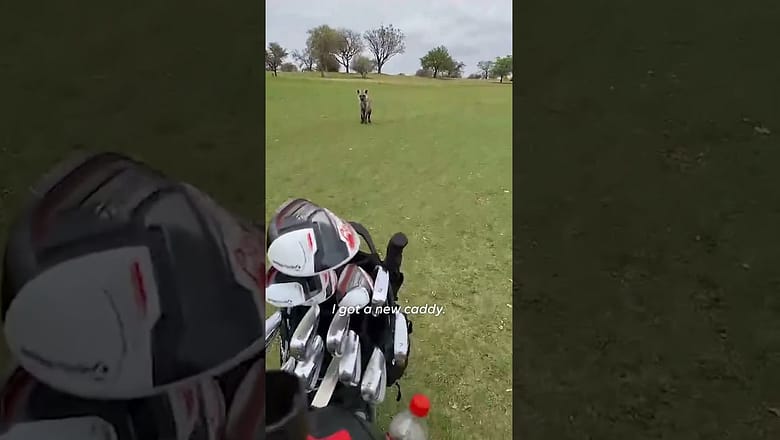 Unexpected visitor joins in on golf game, follows golfers on course #Shorts