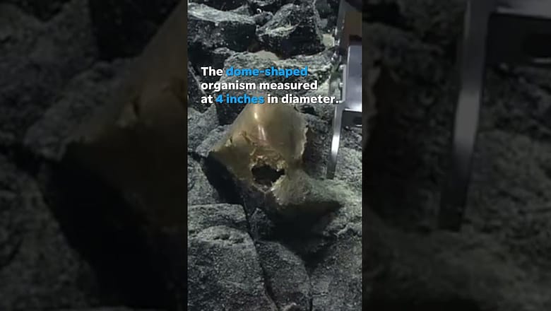 Unidentified organism with golden hue mystifies scientists #Shorts