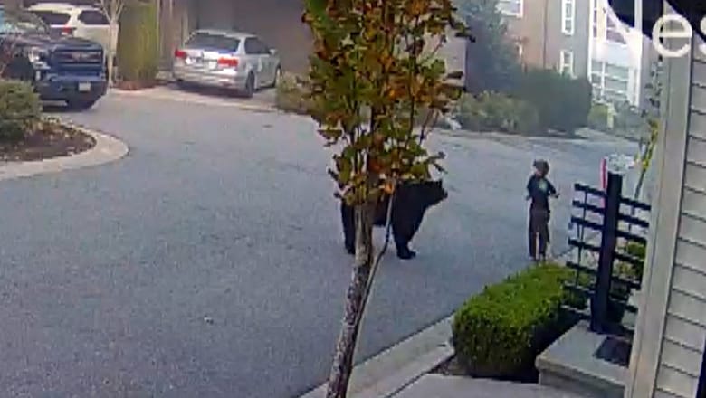 7-Year-Old Encounters Massive Bear While Riding Scooter