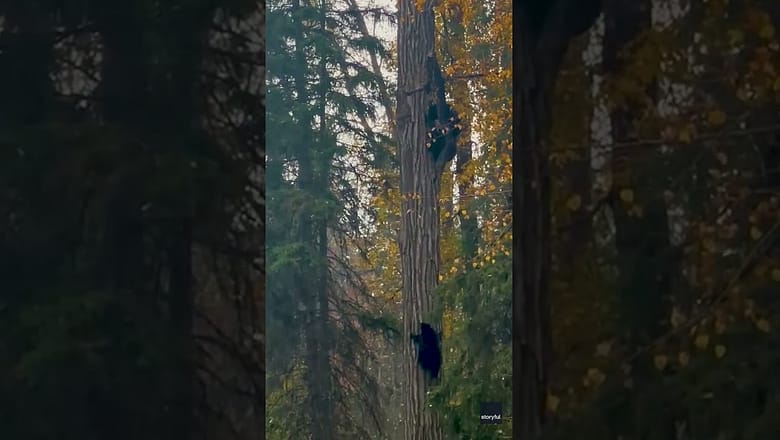 Bear family scales tall tree with ease #Shorts