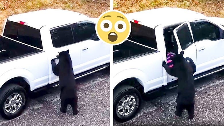 Bears can open car doors!?! | Funny Car & Truck Moments