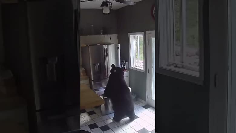 Black bear steals lasagna from freezer after breaking into house #Shorts