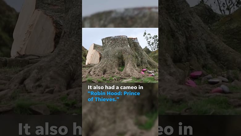Centuries-old tree at Hadrian’s Wall criminally cut down #Shorts