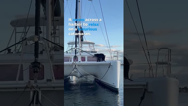 Curious bear takes break on a 50-foot sailing catamaran #Shorts