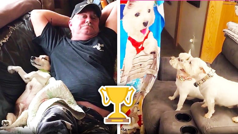Doggone Hilarious! | Pawsitively Funny Dog Fails and Moments ?