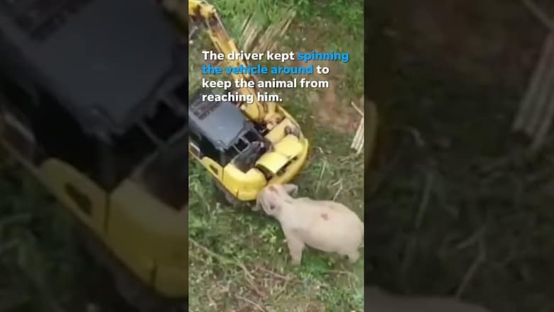 Excavator operator nearly attacked by agitated wild elephant #Shorts