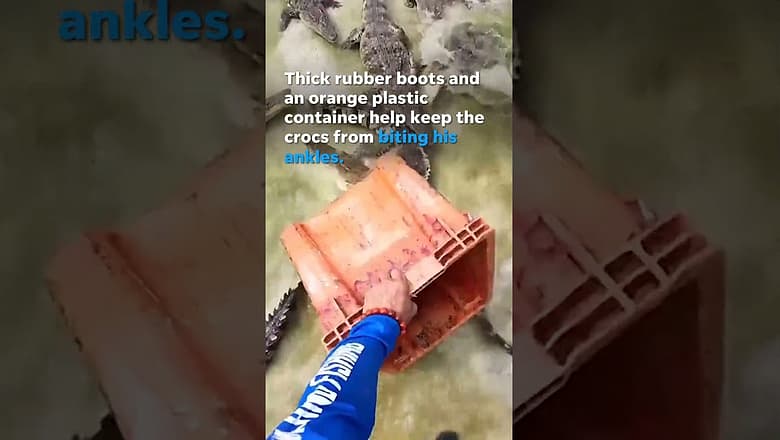Fearless farmer feeds fresh meat to thousands of hungry crocodiles #Shorts