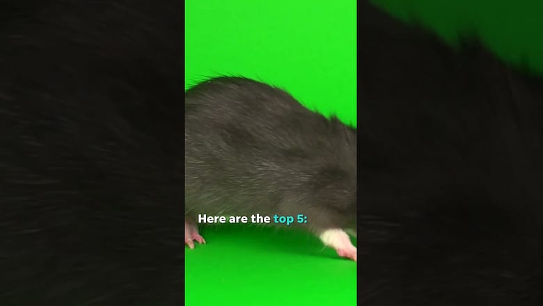 Here are the top five most rat-infested cities in America #Shorts